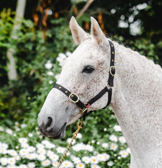 Equisential Nylon Headcollar Full - Image 2