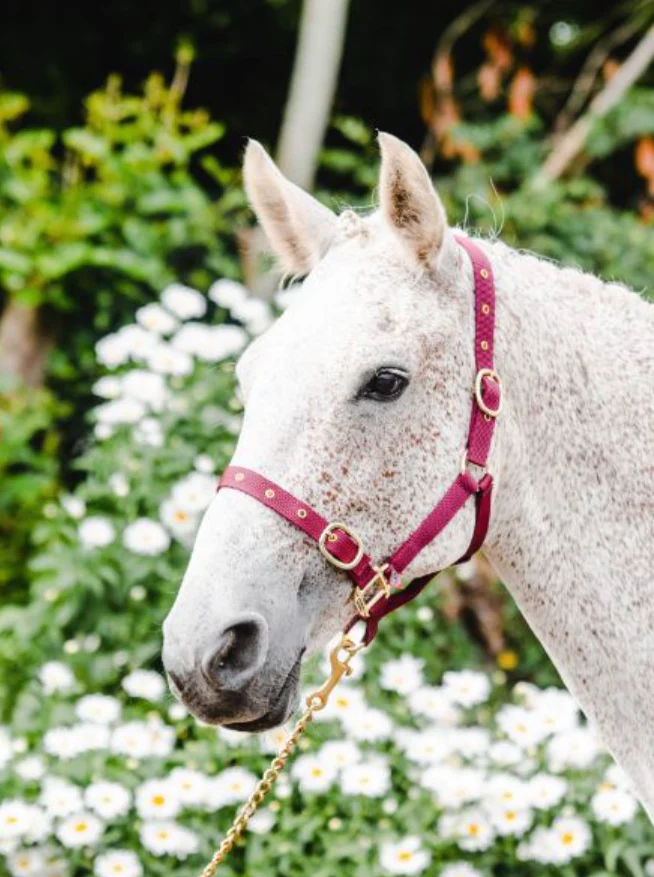 Equisential Nylon Headcollar Full - Image 3