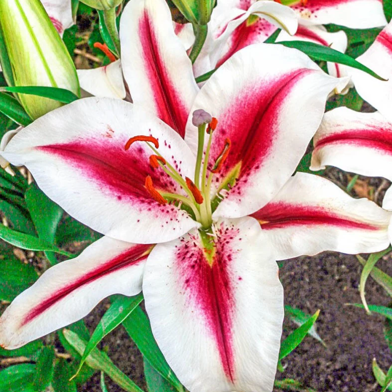 Lilium Oriental 'Hachi'