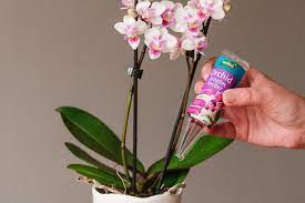 Westland Orchid Droplet Feeder 40ml - Image 2