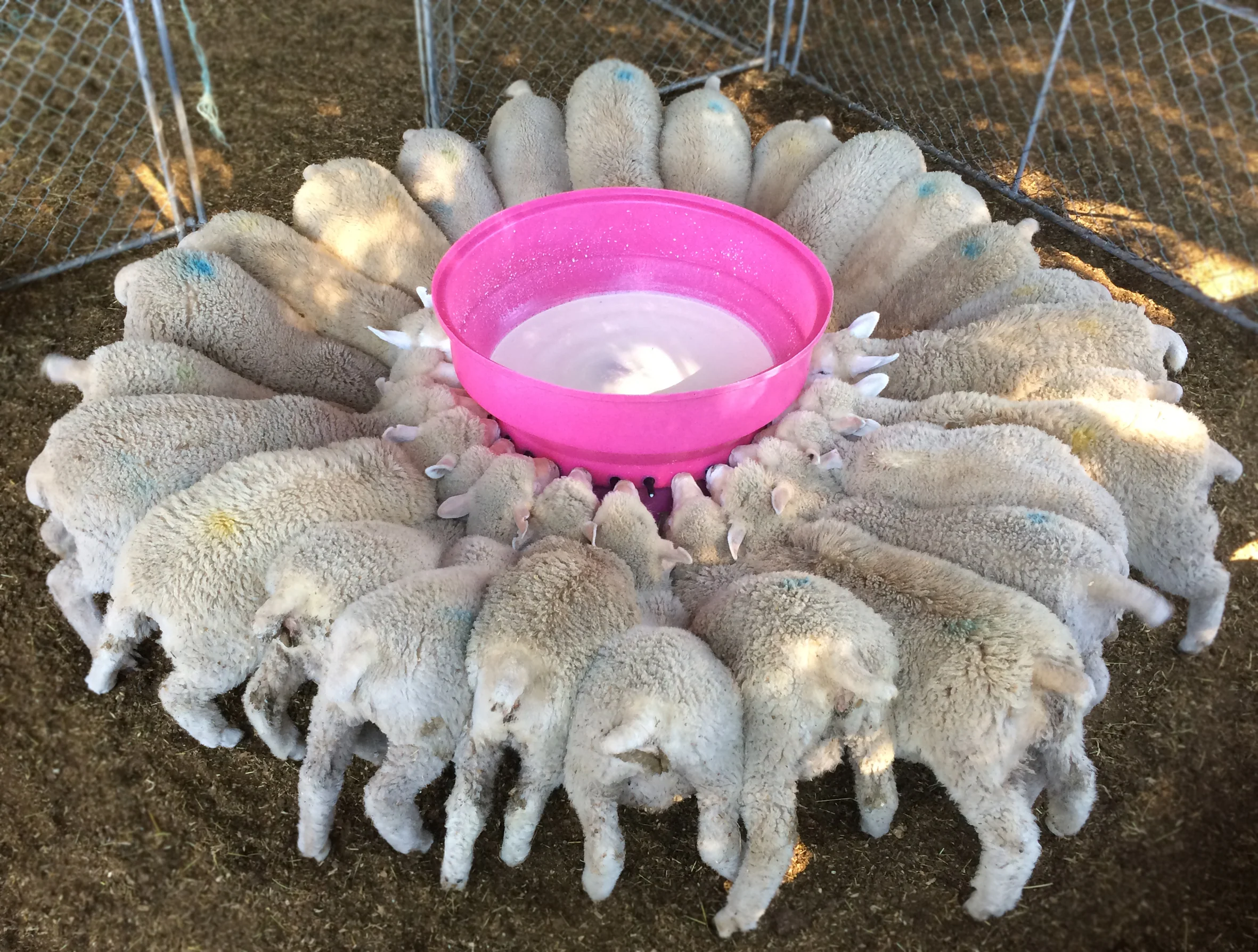 Milkbar Lamb/Kid 30 Teat Round Feeder - Image 2