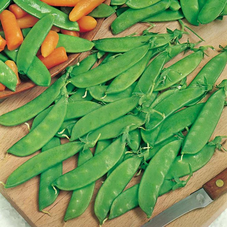Pea 'Oregon Sugar Pod' - Seeds - Image 3