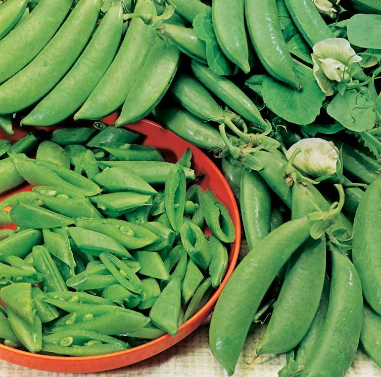 Pea Sugar Snap 'Delikett' - Seeds