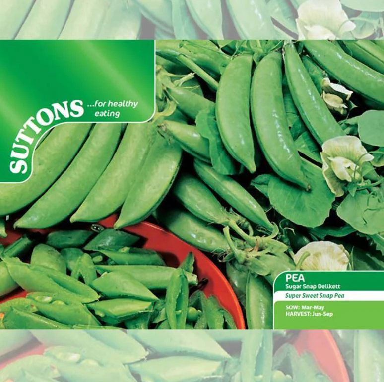 Pea Sugar Snap 'Delikett' - Seeds - Image 2