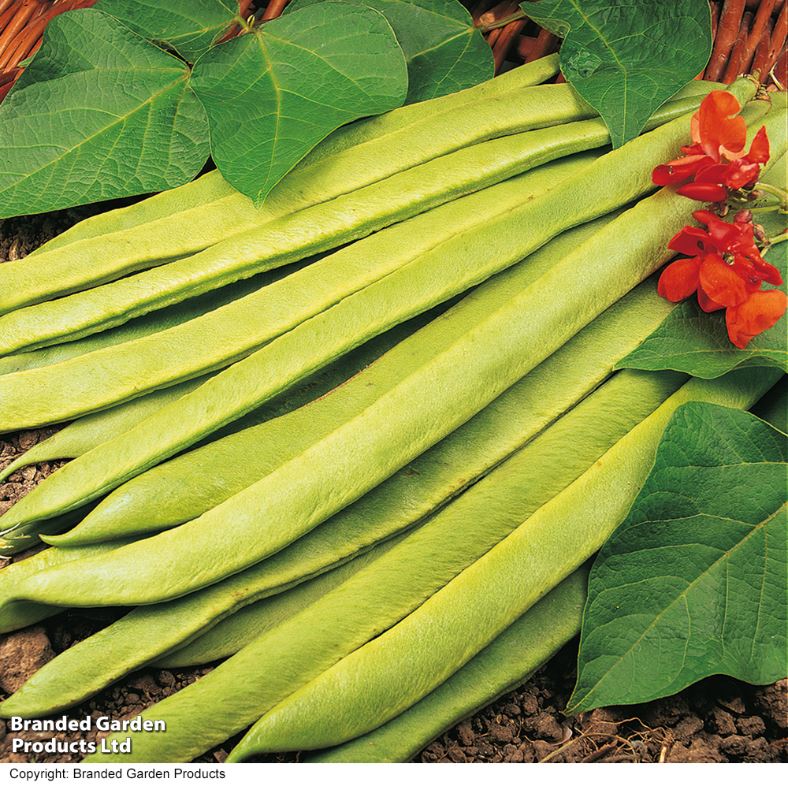 Runner Bean 'Grow A Whopper! (Scarlet Emperor)' - Seeds - Image 3