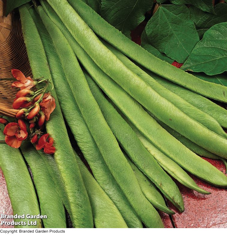 Runner Bean 'Grow A Whopper! (Scarlet Emperor)' - Seeds - Image 6