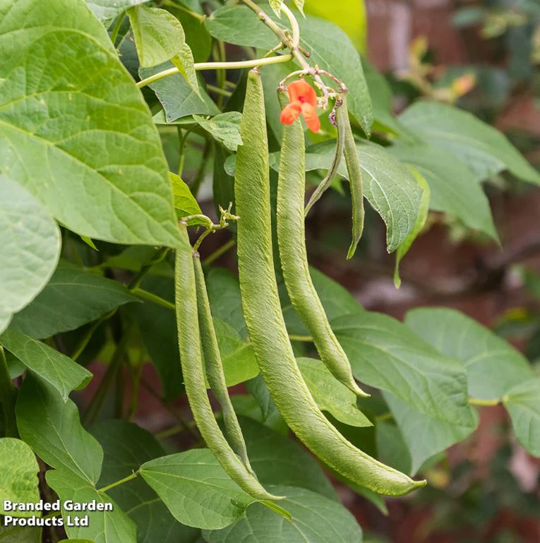 Runner Bean 'Grow A Whopper! (Scarlet Emperor)' - Seeds - Image 8