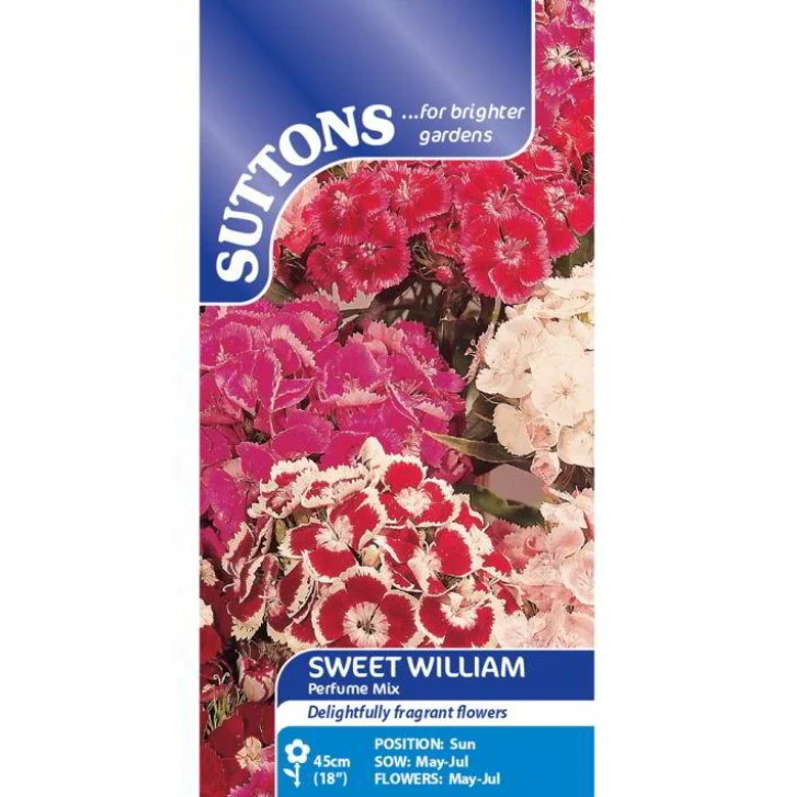 Sweet William Perfume Mix Flower Seeds - Image 2