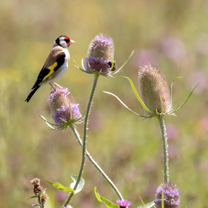 The Birds & Bees Wildflower Seeds - Image 2