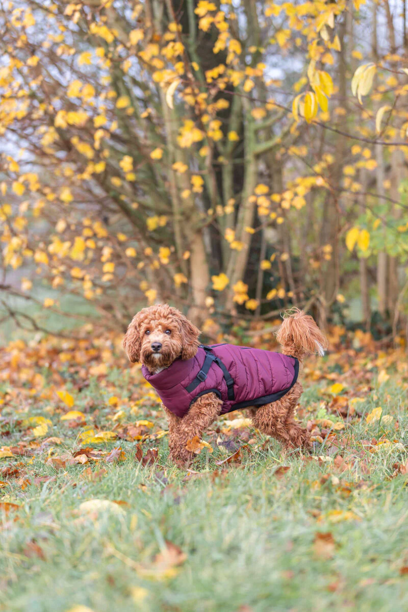 Trixie Pirou Winter Coat with Harness Sangria - Image 7