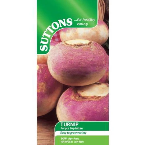 Turnip 'Purple Top Milan' - Seeds - Image 2