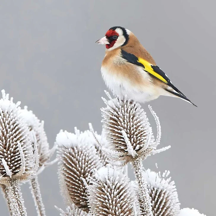 Winter Bird Feeding Mix Flower Seeds - Image 2